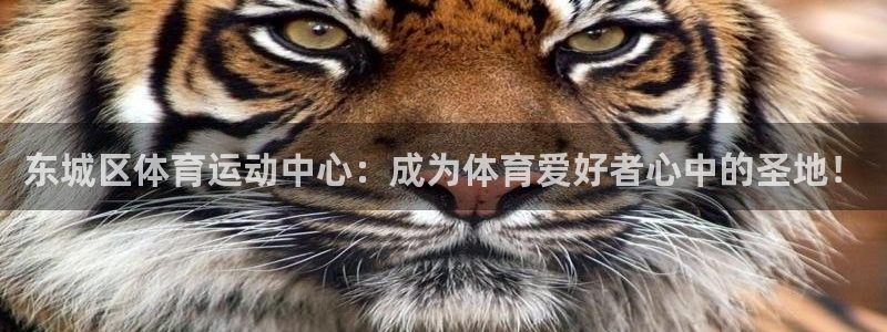 球皇看球app官方入口：东城区体育运动中心：成为体育爱好者心中的圣地！